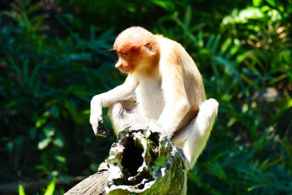 在热带岛屿丛林的背景下 一只美丽的猴子鼻孔的照片 — 图库照片