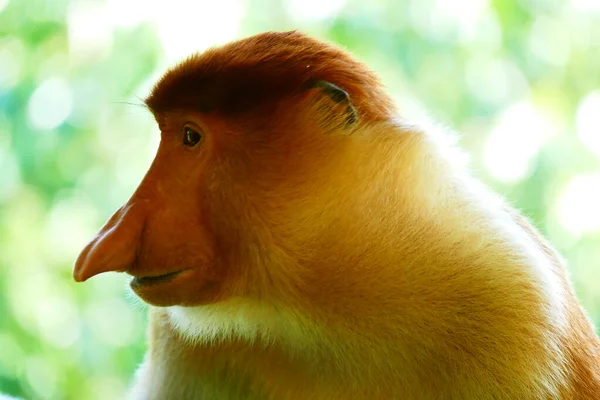 Photo Picture Beautiful Monkey Nasach Nasalis Larvatus Backdrop Tropical Island — Stock Photo, Image