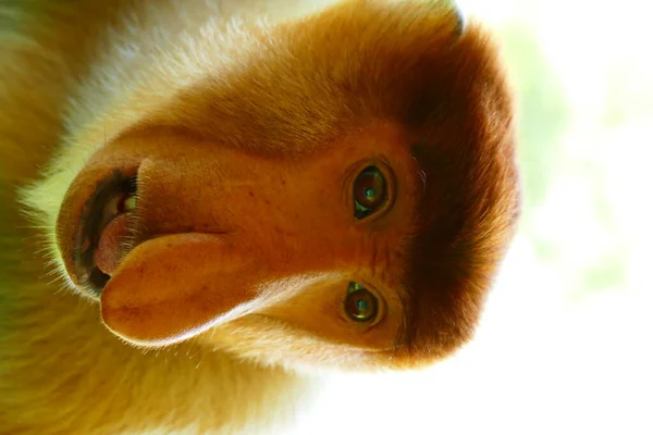 Foto Van Een Prachtige Aap Nasach Nasalis Larvatus Tegen Achtergrond — Stockfoto