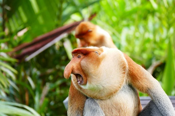 Foto Bild Eines Schönen Affen Nasalis Larve Vor Dem Hintergrund Stockfoto