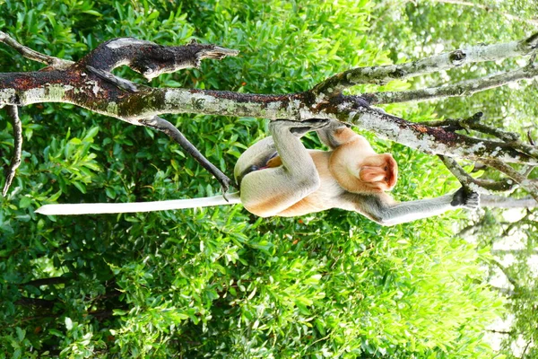 Фотографія Красивої Мавпи Носа Насаліса Тлі Тропічних Острівних Джунглів Стокове Зображення