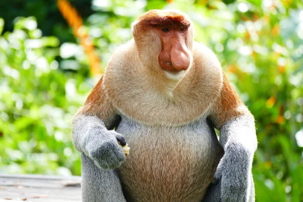 Foto Bild Eines Schönen Affen Nasalis Larve Vor Dem Hintergrund lizenzfreie Stockfotos