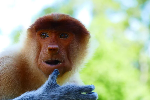 Фотографія Красивої Мавпи Носа Насаліса Тлі Тропічних Острівних Джунглів Стокове Фото