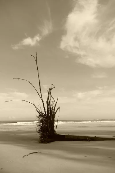 Doğanın Deniz Ufkunun Arka Planında Duran Fütüristik Ağaç Gövdesinin Fotografı — Stok fotoğraf