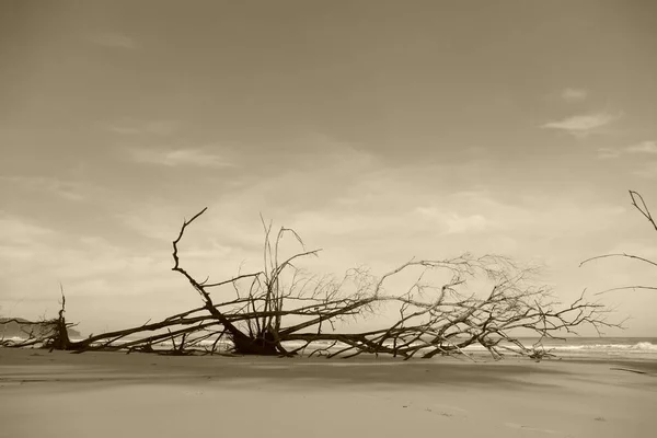 Фотографія Чудової Красивої Футуристичної Стовбура Дерева Тлі Морського Горизонту Природи Ліцензійні Стокові Фото