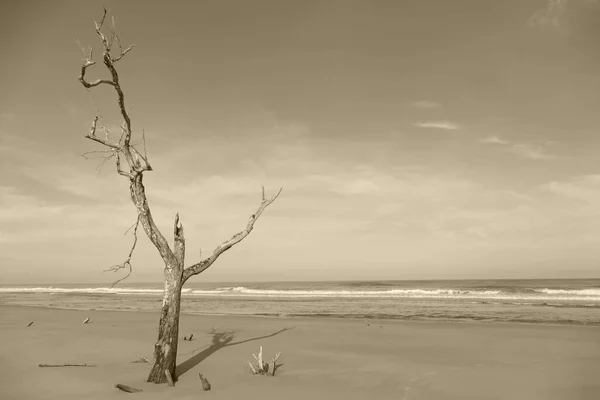 Фотографія Чудової Красивої Футуристичної Стовбура Дерева Тлі Морського Горизонту Природи Стокове Зображення