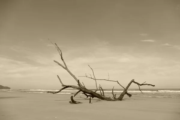 Фотографія Чудової Красивої Футуристичної Стовбура Дерева Тлі Морського Горизонту Природи Стокова Картинка