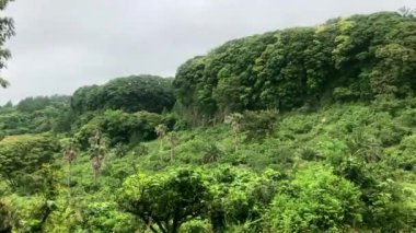 Jeju Adası, Güney Kore 'de palmiye ağaçları olan yeşil dağ ormanı..