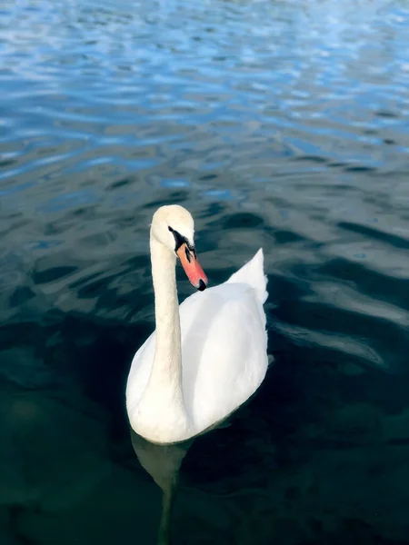 Labuť Vodě Svislá Fotografie — Stock fotografie