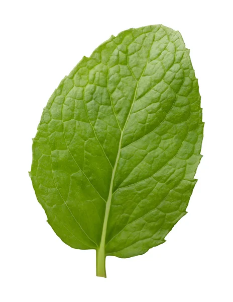 Single Fresh Mint Leaf — Stock Photo, Image