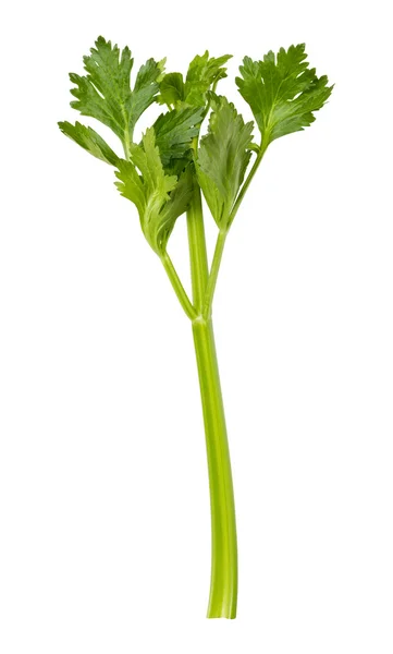 Single Celery Stalk terisolasi — Stok Foto