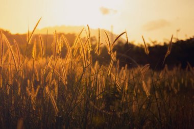 Kogon cam, çim çiçeği ya da gündoğumu arka planlı pennisetum. Sabah gün doğumuyla birlikte yan yolda güzel çim çiçekleri. Çimen çiçekleri sabah çiçek açıyor. doğa arkaplan kavramı