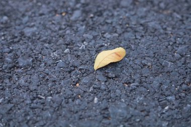 Kapatın ve yoldaki kurumuş yapraklara odaklanın, kuru yaprakların detaylarını kapatın ve soyut arkaplanı kopyalayın. Kurumuş yapraklar yola dökülür. Yolda yerde sonbahar yaprağı