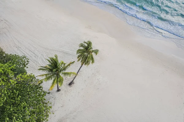 Gökyüzü Manzaralı Beyaz Kum Hindistan Cevizi Palmiyeleri Deniz Manzaralı Güzel — Stok fotoğraf