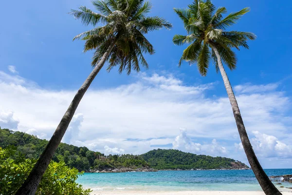 Coconut palm trees and tropical sea. Summer vacation and tropical beach concept. Coconut palm grows on white sand beach. Alone coconut palm tree in front of freedom beach Phuket, Thailand. vertical photo