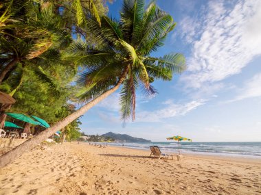 Phuket Tayland 'ın beyaz kumlu sahilinde hindistan cevizi palmiyesi ağacı. Seyahat konsepti, tropikal arka planı olan hindistan cevizi palmiyeleri. Phuket plajı Tayland 'da mutlu turist kalabalığı var. Tatil tatili