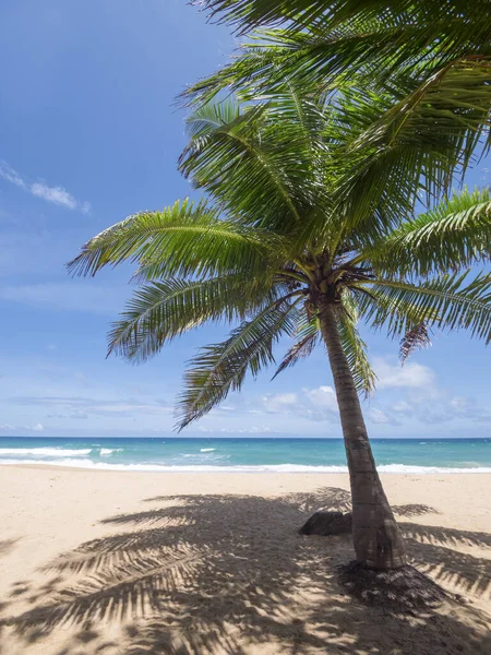 Hindistan Cevizi Palmiyeleri Tropikal Deniz Yaz Tatili Tropik Plaj Konsepti — Stok fotoğraf