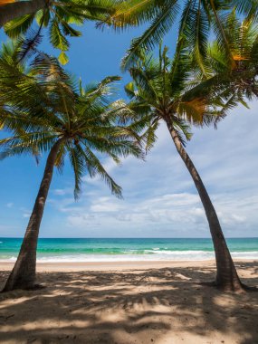  Hindistan cevizi palmiyeleri ve tropikal deniz. Yaz tatili ve tropik plaj konsepti. Hindistan cevizi palmiyesi beyaz kumsalda yetişir. Özgürlük plajının önündeki hindistan cevizi palmiyesi ağacı Phuket, Tayland. 