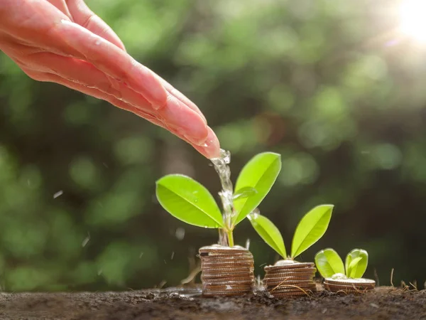 Hands are watering growing plants on coins. Hand watering the plants growing on pile of coins stacked on the ground. Financial and business management concept