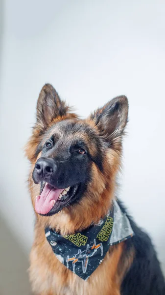 Portrait German Shepherd Bandana — Stock Photo, Image