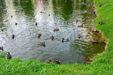 Sovyet Meydanı, Rzhev, Tver bölgesi, Rusya Federasyonu yakınlarındaki bir gölette ördekler, 19 Eylül 2020