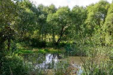 Köy göleti, Zaitsevo, Rzhev bölgesi, Tver bölgesi, Rusya Federasyonu, 19 Eylül 2020