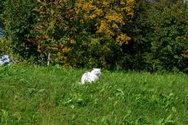 Bölge sakini, Zubtsov, Tver bölgesi, Rusya Federasyonu, 19 Eylül 2020