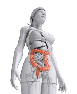 kadın kalın bağırsak anatomisi