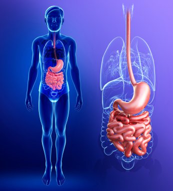 erkek anatomisi ince bağırsak