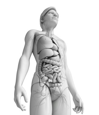 erkek anatomisi, sindirim sistemi