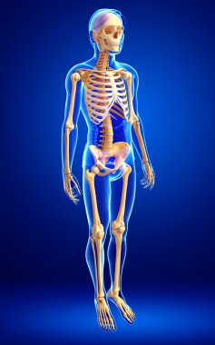İnsan iskeleti yan görünümü