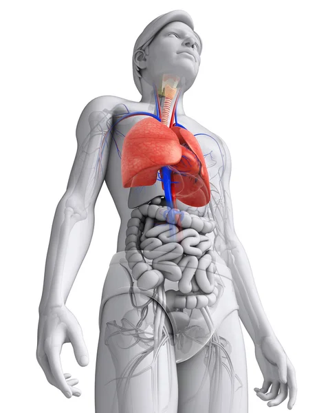 Male lungs anatomy — Stock Photo, Image