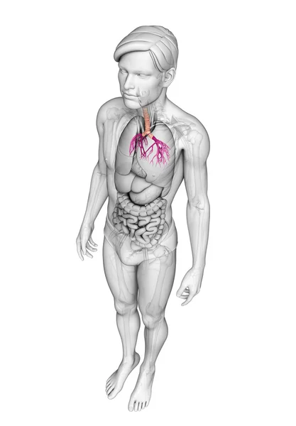 男性的喉咙解剖 — 图库照片
