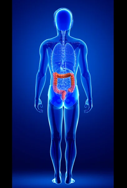 Anatomía del intestino grueso masculino — Foto de Stock