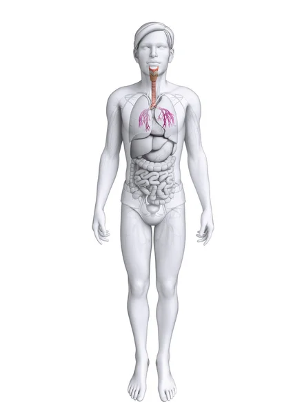 Mężczyzna gardła anatomii — Zdjęcie stockowe