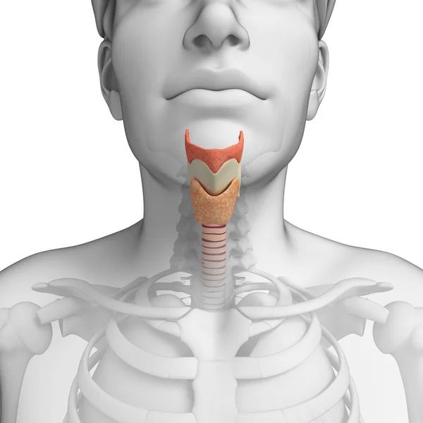 Male throat anatomy — Stock Photo, Image