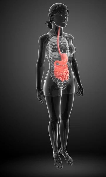 Anatomía del intestino delgado de la mujer — Foto de Stock