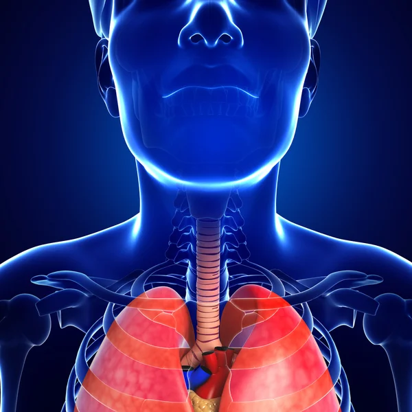 Male throat anatomy — Stock Photo, Image