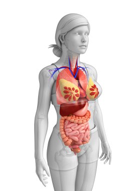kalın bağırsak anatomisi