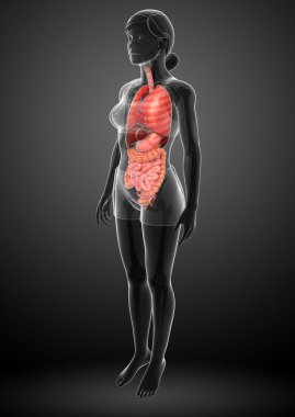 kadın sindirim sistemi resmi