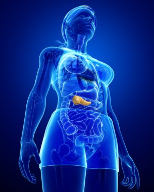 kadın pankreas anatomisi