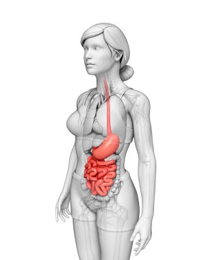 erkek anatomisi ince bağırsak