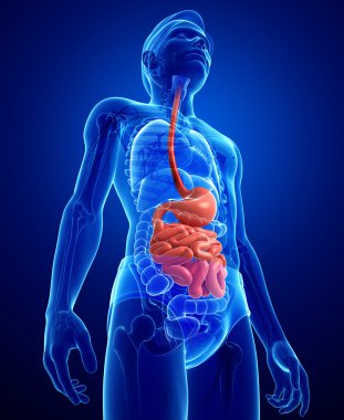 erkek anatomisi ince bağırsak