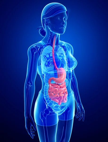 Anatomía del intestino delgado de la mujer —  Fotos de Stock