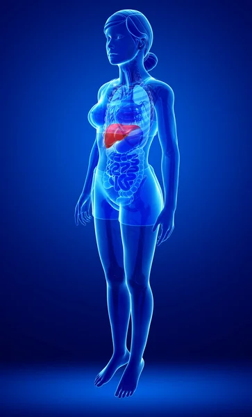 Kvinnliga lever anatomi — Stockfoto