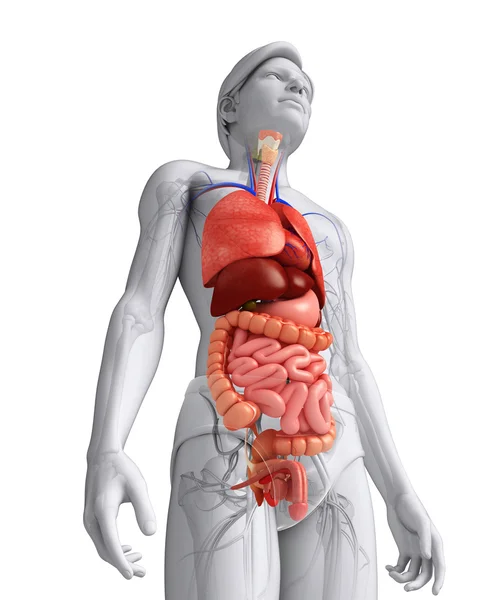 Verdauungssystem des männlichen Körpers — Stockfoto