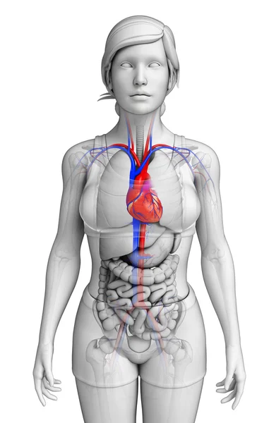 Kadın kalp anatomisi — Stok fotoğraf