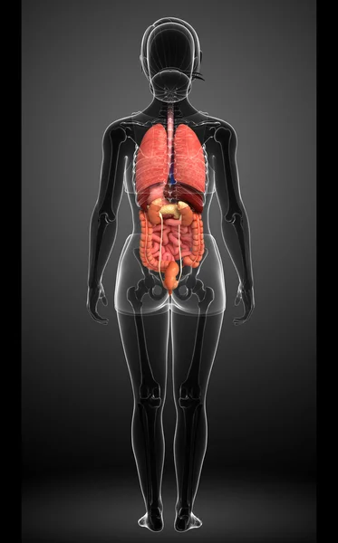 Female digestive system artwork — Stock Photo, Image