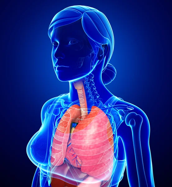 Female respiratory system — Stock Photo, Image