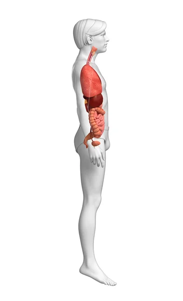 Digestive system of male body — Stock Photo, Image